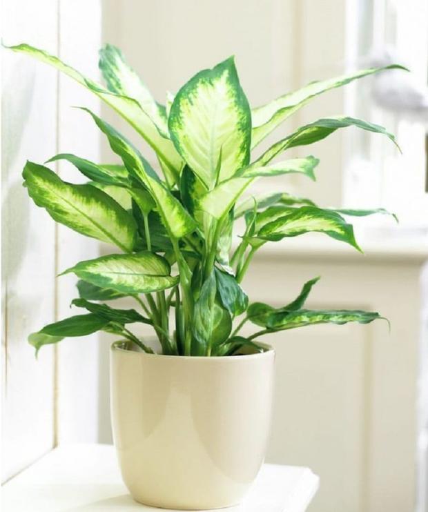 7 cây cảnh giúp không gian phòng trở nên thoáng đãng, tươi mát - Ảnh 3.