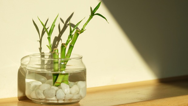 6 loại cây để bàn như nam châm hút tiền cho năm mới, gia chủ muốn tài lộc nhất định phải sắm về - Ảnh 3. 6 loại cây để bàn như nam châm hút tiền cho năm mới, gia chủ muốn tài lộc nhất định phải sắm về - Ảnh 3.