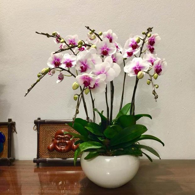 6 loại cây để bàn như nam châm hút tiền cho năm mới, gia chủ muốn tài lộc nhất định phải sắm về - Ảnh 4. 6 loại cây để bàn như nam châm hút tiền cho năm mới, gia chủ muốn tài lộc nhất định phải sắm về - Ảnh 4.