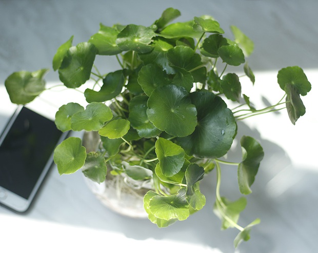 7 cây cảnh giúp không gian phòng trở nên thoáng đãng, tươi mát - Ảnh 4.