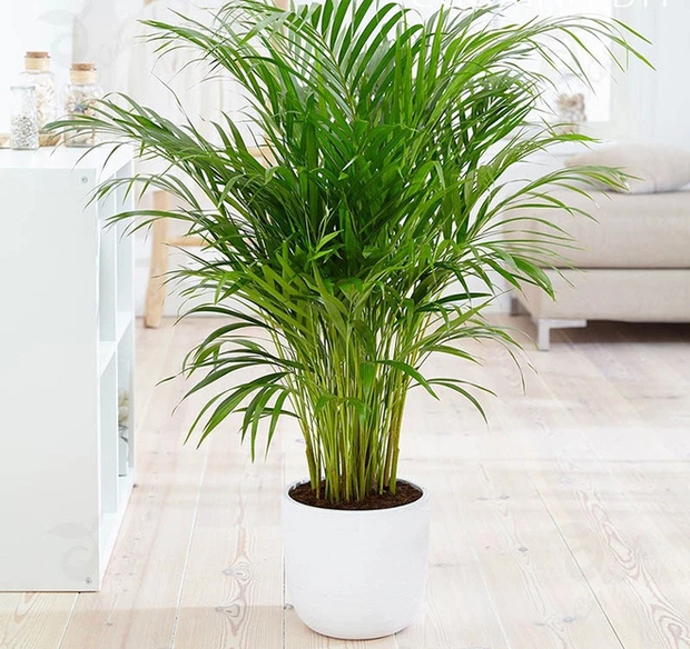 Ban công nhà giàu thường đặt 6 loại cây này để trấn giữ của cải, biến nguy thành an, mở đường cho tài vận - Ảnh 3. Ban công nhà giàu thường đặt 6 loại cây này để trấn giữ của cải, biến nguy thành an, mở đường cho tài vận - Ảnh 3.