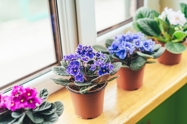 6 loại hoa chơi Tết dành cho người lười: Quên tưới nước cây vẫn xanh tốt, ra hoa đều, chăm quá lại hoá phản tác dụng - Ảnh 1. 6 loại hoa chơi Tết dành cho người lười: Quên tưới nước cây vẫn xanh tốt, ra hoa đều, chăm quá lại hoá phản tác dụng - Ảnh 1.