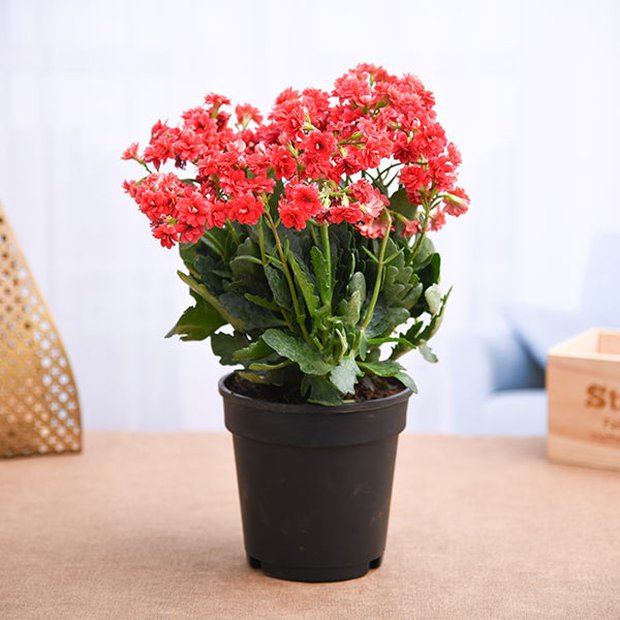 6 loại cây mùa đông vẫn nở hoa đỏ rực như lửa, chơi từ giờ đến Tết cũng chưa tàn, người mệnh Hoả lại càng nên sắm để thêm vượng khí - Ảnh 5. 6 loại cây mùa đông vẫn nở hoa đỏ rực như lửa, chơi từ giờ đến Tết cũng chưa tàn, người mệnh Hoả lại càng nên sắm để thêm vượng khí - Ảnh 5.
