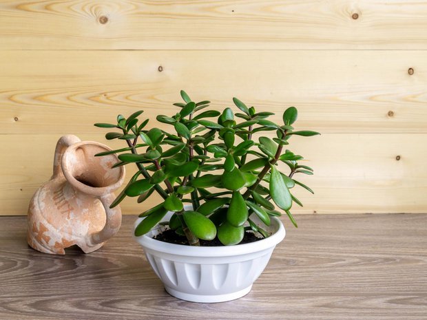 6 cây cảnh chơi dịp Tết càng trồng phú quý càng dồi dào: Có loài sống lâu hơn cả con người, hoa tươi cả tháng mới thấy tàn - Ảnh 2. 6 cây cảnh chơi dịp Tết càng trồng phú quý càng dồi dào: Có loài sống lâu hơn cả con người, hoa tươi cả tháng mới thấy tàn - Ảnh 2.