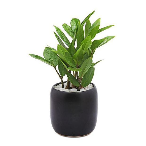 5 loại cây NÊN MUA vào năm mới để tiền vào như nước sông Đà, tiền ra nhỏ giọt như cà phê phin - Ảnh 1. 5 loại cây NÊN MUA vào năm mới để tiền vào như nước sông Đà, tiền ra nhỏ giọt như cà phê phin - Ảnh 1.