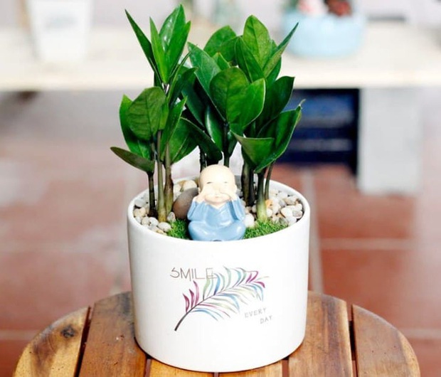 5 loại cây NÊN MUA vào năm mới để tiền vào như nước sông Đà, tiền ra nhỏ giọt như cà phê phin - Ảnh 2. 5 loại cây NÊN MUA vào năm mới để tiền vào như nước sông Đà, tiền ra nhỏ giọt như cà phê phin - Ảnh 2.