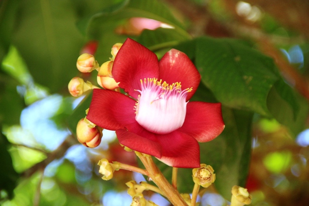 Ban công nhà giàu thường đặt 6 loại cây này để trấn giữ của cải, biến nguy thành an, mở đường cho tài vận - Ảnh 2. Ban công nhà giàu thường đặt 6 loại cây này để trấn giữ của cải, biến nguy thành an, mở đường cho tài vận - Ảnh 2.