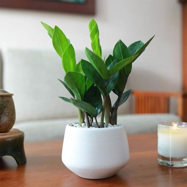 5 cây cảnh vừa dễ trồng vừa mang lại năng lượng tích cực, may mắn mà bạn nên mua trong tháng cô hồn - Ảnh 1. 5 cây cảnh vừa dễ trồng vừa mang lại năng lượng tích cực, may mắn mà bạn nên mua trong tháng cô hồn - Ảnh 1.