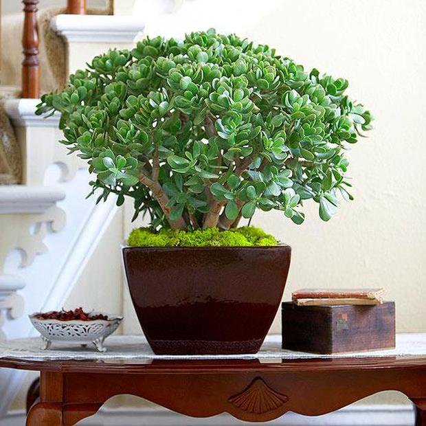 5 cây cảnh vừa dễ trồng vừa mang lại năng lượng tích cực, may mắn mà bạn nên mua trong tháng cô hồn - Ảnh 3. 5 cây cảnh vừa dễ trồng vừa mang lại năng lượng tích cực, may mắn mà bạn nên mua trong tháng cô hồn - Ảnh 3.