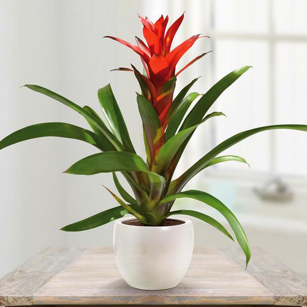 5 cây cảnh vừa dễ trồng vừa mang lại năng lượng tích cực, may mắn mà bạn nên mua trong tháng cô hồn - Ảnh 7. 5 cây cảnh vừa dễ trồng vừa mang lại năng lượng tích cực, may mắn mà bạn nên mua trong tháng cô hồn - Ảnh 7.