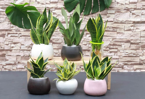 5 cây cảnh vừa dễ trồng vừa mang lại năng lượng tích cực, may mắn mà bạn nên mua trong tháng cô hồn - Ảnh 9. 5 cây cảnh vừa dễ trồng vừa mang lại năng lượng tích cực, may mắn mà bạn nên mua trong tháng cô hồn - Ảnh 9.