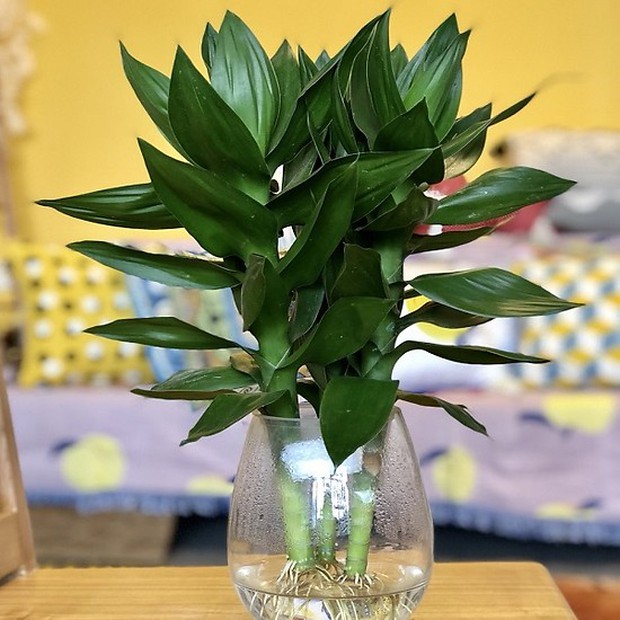 6 loại cây cảnh thủy sinh nên đặt trên bàn làm việc - Ảnh 5.