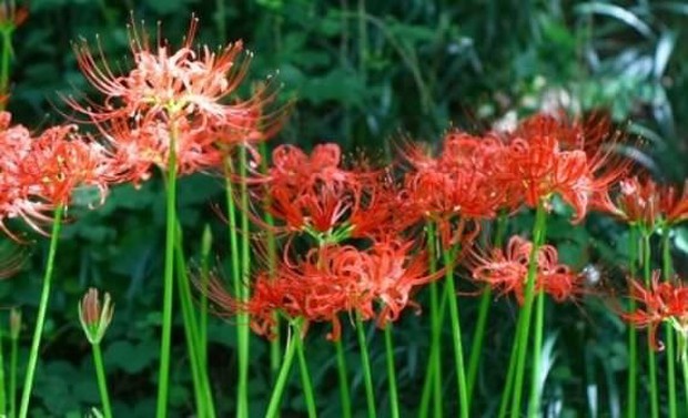 4 loại cây chặn đứng tài lộc không nên trồng trong nhà - Ảnh 3. 4 loại cây chặn đứng tài lộc không nên trồng trong nhà - Ảnh 3.