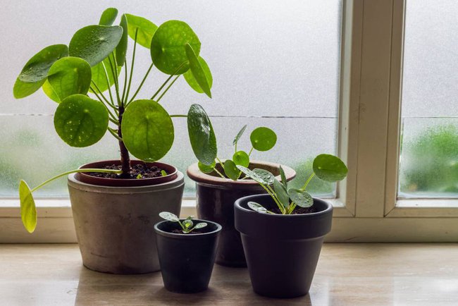 Người giàu cực chuộng 5 cây cảnh này, chưng trong nhà để hút may mắn - Ảnh 1. Người giàu cực chuộng 5 cây cảnh này, chưng trong nhà để hút may mắn - Ảnh 1.