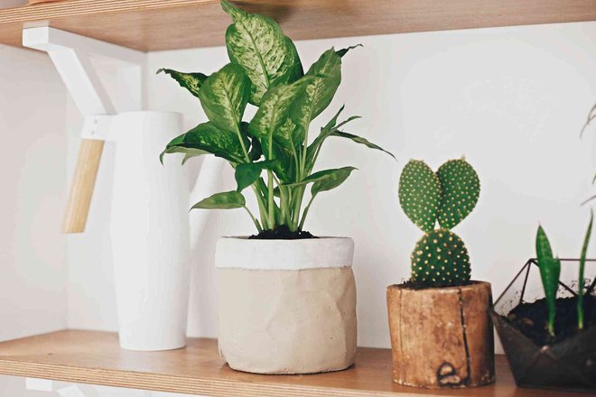 Làm dịu cái nóng hè cho ngôi nhà với những chậu cây cảnh xanh mát - Ảnh 8. Làm dịu cái nóng hè cho ngôi nhà với những chậu cây cảnh xanh mát - Ảnh 8.
