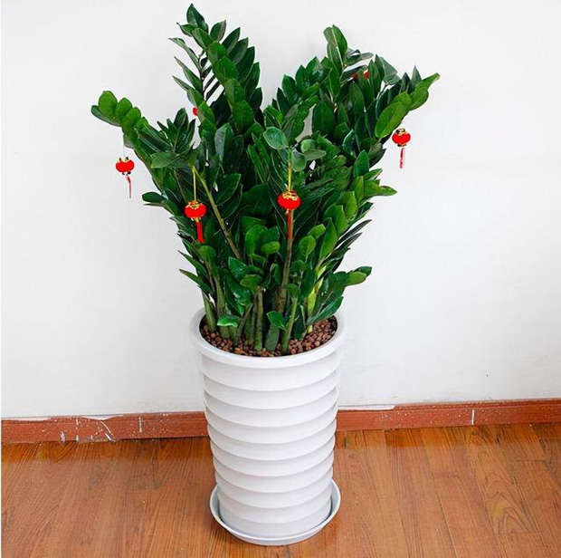 6 loại cây ăn tiền thiên hạ đặt phòng khách hút tài lộc cực đỉnh: Chỉ cần trồng một cây, cả năm sẽ gặp may mắn, thịnh vượng - Ảnh 3. 6 loại cây ăn tiền thiên hạ đặt phòng khách hút tài lộc cực đỉnh: Chỉ cần trồng một cây, cả năm sẽ gặp may mắn, thịnh vượng - Ảnh 3.
