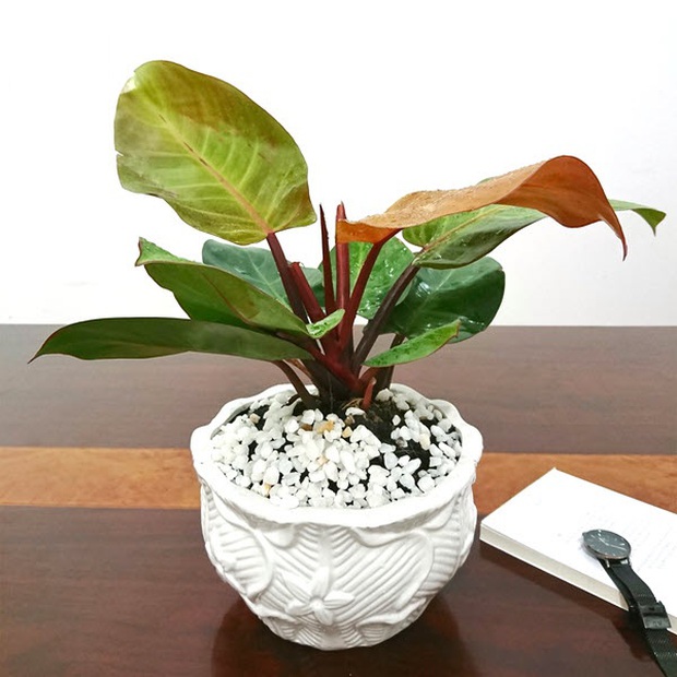 6 loại cây thích hợp đặt trên bàn làm việc - Ảnh 5.