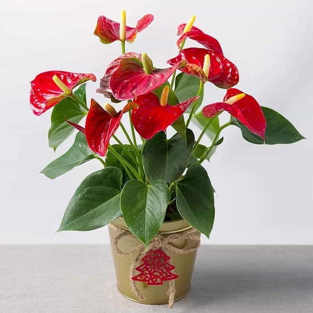 Cách chọn cây trồng trong nhà hợp mệnh gia chủ, thu hút tài lộc - Ảnh 4. Cách chọn cây trồng trong nhà hợp mệnh gia chủ, thu hút tài lộc - Ảnh 4.