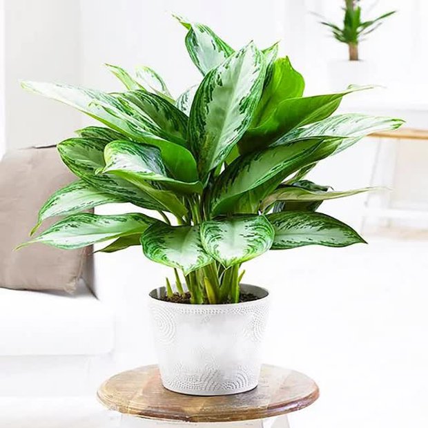 5 cây cảnh hợp người mệnh Kim giúp gia chủ tiền đầy túi, lộc lá kéo đến ầm ầm - Ảnh 4. 5 cây cảnh hợp người mệnh Kim giúp gia chủ tiền đầy túi, lộc lá kéo đến ầm ầm - Ảnh 4.