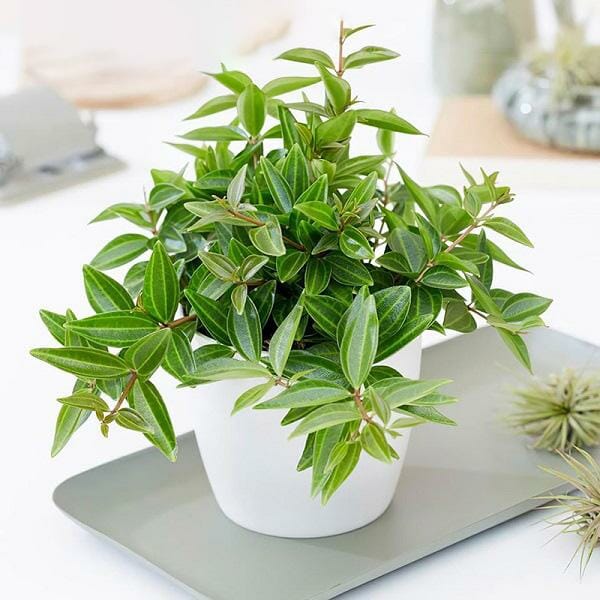 Người giàu cực chuộng 5 cây cảnh này, chưng trong nhà để hút may mắn - Ảnh 5. Người giàu cực chuộng 5 cây cảnh này, chưng trong nhà để hút may mắn - Ảnh 5.