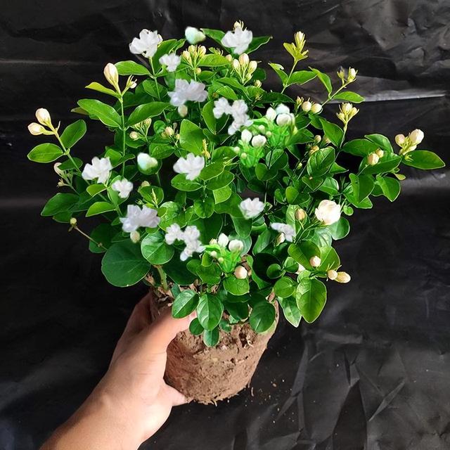 Tảo mộ Tết Thanh Minh: 3 loài hoa dâng cúng khiến bề trên ưng ý, 2 loài bạc bẽo cần tránh xa - Ảnh 4. Tảo mộ Tết Thanh Minh: 3 loài hoa dâng cúng khiến bề trên ưng ý, 2 loài bạc bẽo cần tránh xa - Ảnh 4.