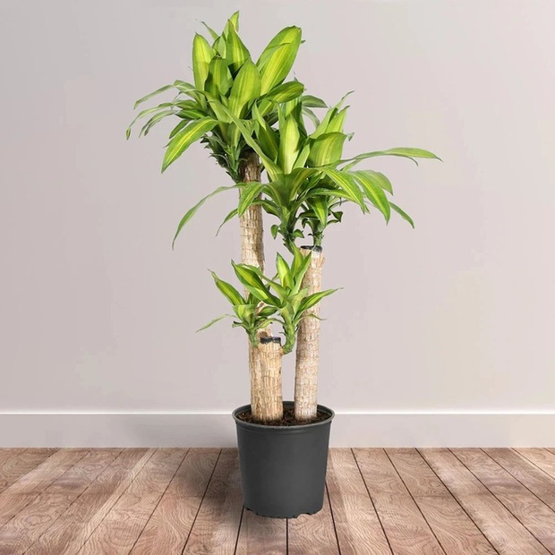 5 loại cây NÊN MUA vào năm mới để tiền vào như nước sông Đà, tiền ra nhỏ giọt như cà phê phin - Ảnh 4. 5 loại cây NÊN MUA vào năm mới để tiền vào như nước sông Đà, tiền ra nhỏ giọt như cà phê phin - Ảnh 4.