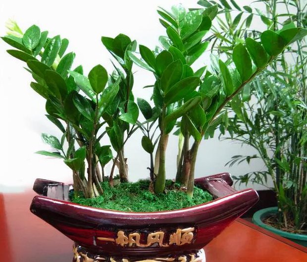 6 loại cây ăn tiền thiên hạ đặt phòng khách hút tài lộc cực đỉnh: Chỉ cần trồng một cây, cả năm sẽ gặp may mắn, thịnh vượng - Ảnh 4. 6 loại cây ăn tiền thiên hạ đặt phòng khách hút tài lộc cực đỉnh: Chỉ cần trồng một cây, cả năm sẽ gặp may mắn, thịnh vượng - Ảnh 4.