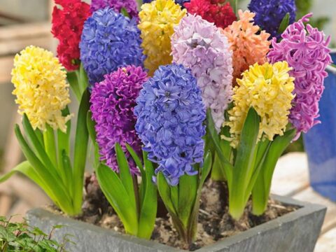 4 loại cây chặn đứng tài lộc không nên trồng trong nhà