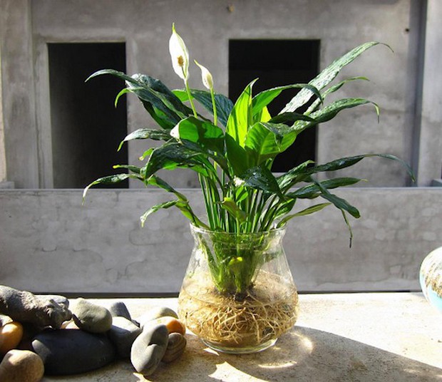 6 loại cây cảnh thủy sinh nên đặt trên bàn làm việc - Ảnh 2.