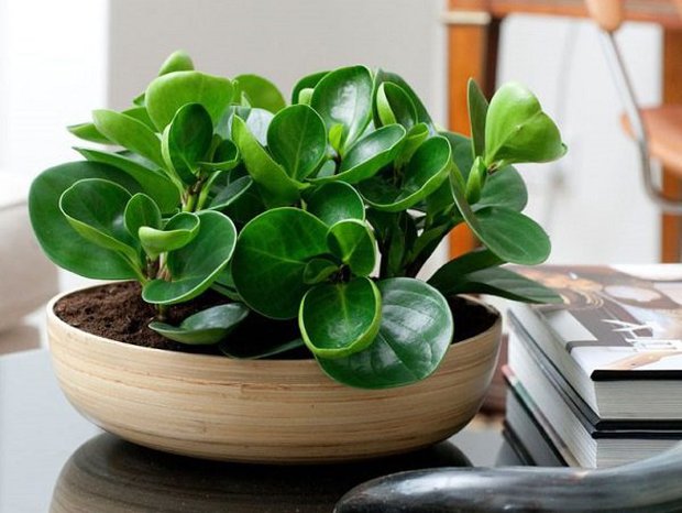 6 loại cây thích hợp đặt trên bàn làm việc - Ảnh 3.