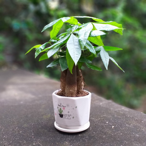 5 loại cây NÊN MUA vào năm mới để tiền vào như nước sông Đà, tiền ra nhỏ giọt như cà phê phin - Ảnh 6. 5 loại cây NÊN MUA vào năm mới để tiền vào như nước sông Đà, tiền ra nhỏ giọt như cà phê phin - Ảnh 6.
