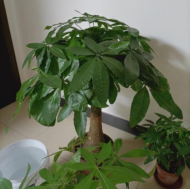 6 loại cây ăn tiền thiên hạ đặt phòng khách hút tài lộc cực đỉnh: Chỉ cần trồng một cây, cả năm sẽ gặp may mắn, thịnh vượng - Ảnh 6. 6 loại cây ăn tiền thiên hạ đặt phòng khách hút tài lộc cực đỉnh: Chỉ cần trồng một cây, cả năm sẽ gặp may mắn, thịnh vượng - Ảnh 6.