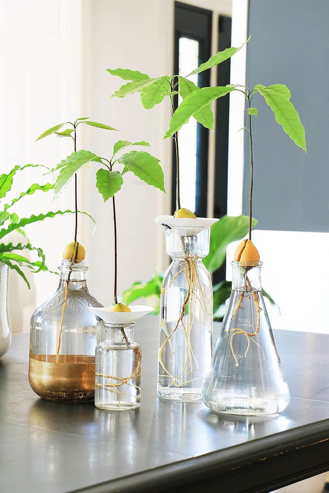 Làm dịu cái nóng hè cho ngôi nhà với những chậu cây cảnh xanh mát - Ảnh 4. Làm dịu cái nóng hè cho ngôi nhà với những chậu cây cảnh xanh mát - Ảnh 4.