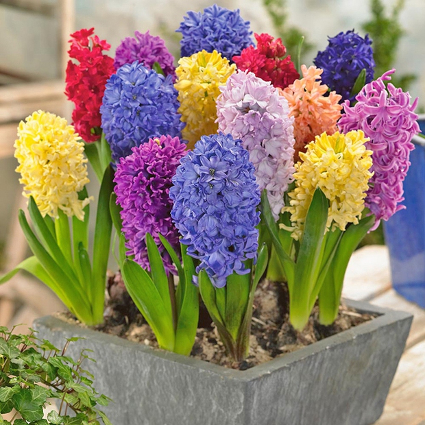 3 loại hoa đốt tiền chớ dại mua về nhà chưng, kẻo chặn đứng tài lộc của gia chủ - Ảnh 2.