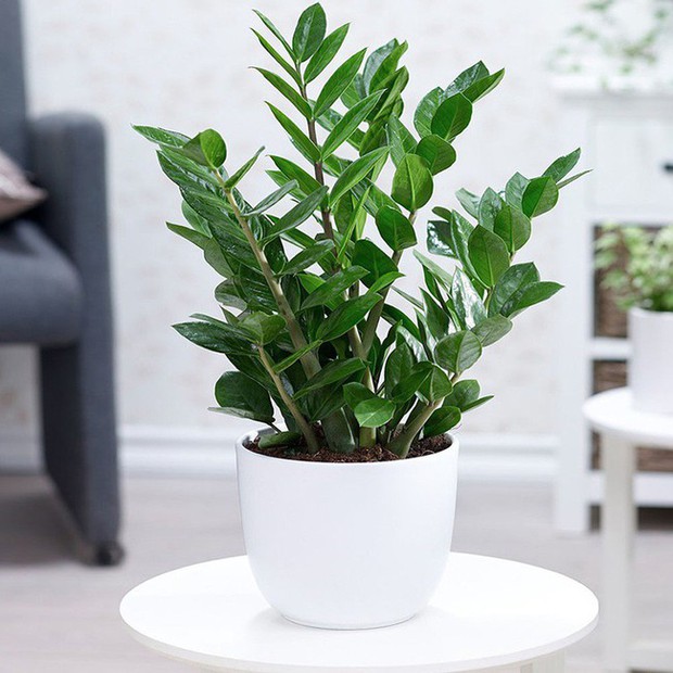 5 cây cảnh hợp người mệnh Kim giúp gia chủ tiền đầy túi, lộc lá kéo đến ầm ầm - Ảnh 1. 5 cây cảnh hợp người mệnh Kim giúp gia chủ tiền đầy túi, lộc lá kéo đến ầm ầm - Ảnh 1.