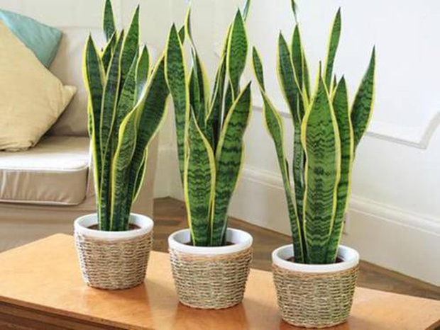 5 loại cây NÊN MUA vào năm mới để tiền vào như nước sông Đà, tiền ra nhỏ giọt như cà phê phin - Ảnh 7. 5 loại cây NÊN MUA vào năm mới để tiền vào như nước sông Đà, tiền ra nhỏ giọt như cà phê phin - Ảnh 7.