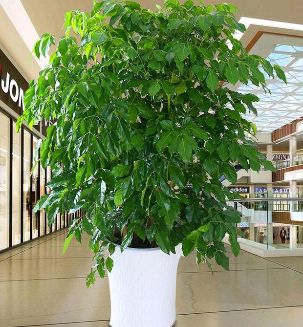6 loại cây ăn tiền thiên hạ đặt phòng khách hút tài lộc cực đỉnh: Chỉ cần trồng một cây, cả năm sẽ gặp may mắn, thịnh vượng - Ảnh 7. 6 loại cây ăn tiền thiên hạ đặt phòng khách hút tài lộc cực đỉnh: Chỉ cần trồng một cây, cả năm sẽ gặp may mắn, thịnh vượng - Ảnh 7.