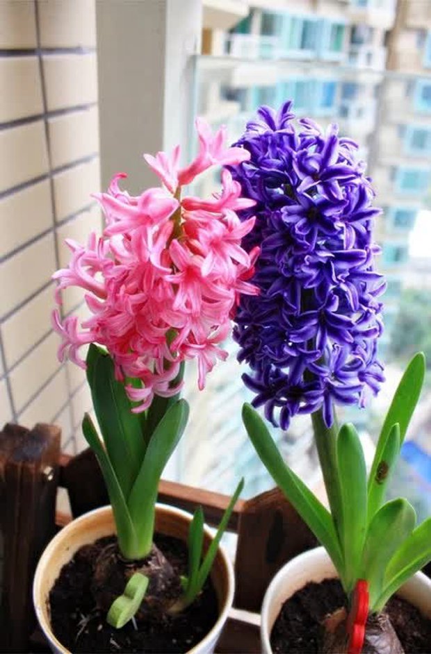 3 loại hoa đốt tiền chớ dại mua về nhà chưng, kẻo chặn đứng tài lộc của gia chủ - Ảnh 1.