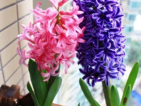 3 loại hoa “đốt tiền” chớ dại mua về nhà chưng, kẻo chặn đứng tài lộc của gia chủ