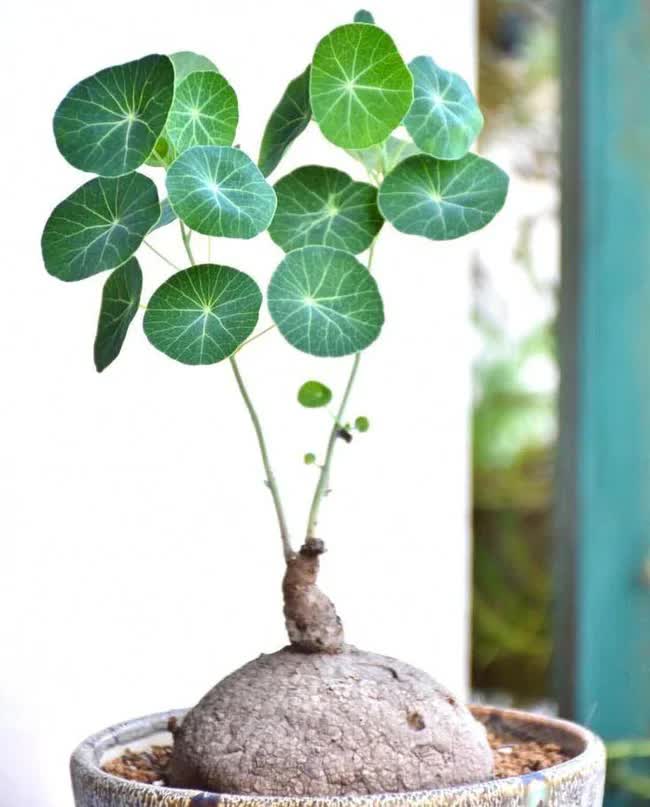 Người giàu cực chuộng 5 cây cảnh này, chưng trong nhà để hút may mắn - Ảnh 3. Người giàu cực chuộng 5 cây cảnh này, chưng trong nhà để hút may mắn - Ảnh 3.