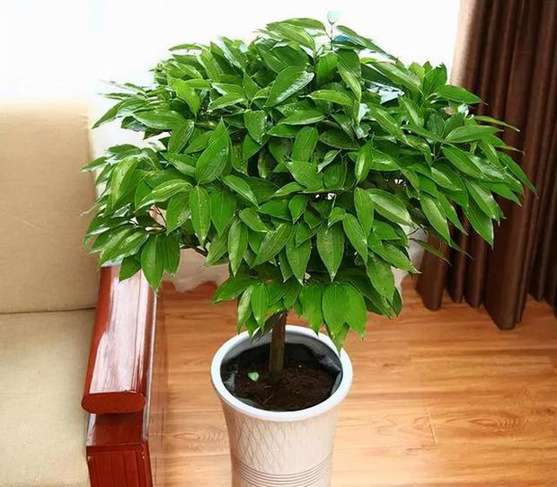 6 loại cây ăn tiền thiên hạ đặt phòng khách hút tài lộc cực đỉnh: Chỉ cần trồng một cây, cả năm sẽ gặp may mắn, thịnh vượng - Ảnh 9. 6 loại cây ăn tiền thiên hạ đặt phòng khách hút tài lộc cực đỉnh: Chỉ cần trồng một cây, cả năm sẽ gặp may mắn, thịnh vượng - Ảnh 9.