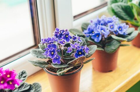6 loại hoa chơi Tết dành cho người lười: Quên tưới nước cây vẫn xanh tốt, ra hoa đều, “chăm” quá lại hoá phản tác dụng
