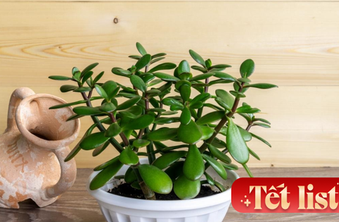 6 cây cảnh chơi dịp Tết càng trồng phú quý càng dồi dào: Có loài sống lâu hơn cả con người, hoa tươi cả tháng mới thấy tàn