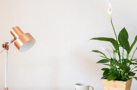 6 loại cây để bàn như “nam châm hút tiền” cho năm mới, gia chủ muốn tài lộc nhất định phải sắm về