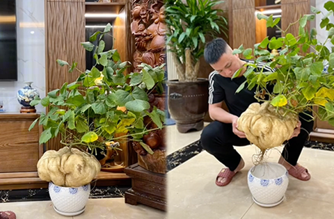 Gia chủ có thú chơi cây độc lạ, trồng được củ đậu hẳn 10 cân nhưng cư dân mạng vội vào cảnh báo nguy hiểm có thể gây mất mạng!