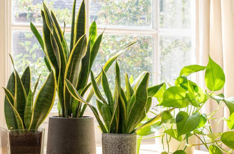 5 loại cây NÊN MUA vào năm mới để “tiền vào như nước sông Đà, tiền ra nhỏ giọt như cà phê phin”