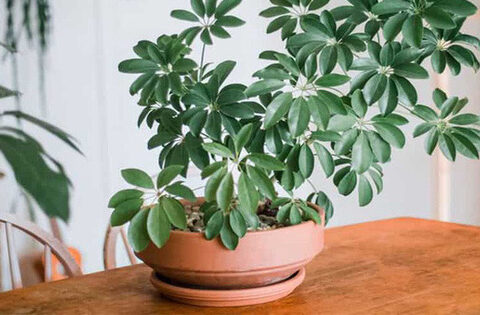 5 loại cây “ăn tiền thiên hạ” đặt phòng khách hút tài lộc cực đỉnh: Chỉ cần trồng một cây, cả năm sẽ gặp may mắn, thịnh vượng