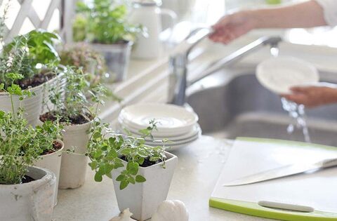 Đặt cây phong thủy trong nhà bếp ở hướng nào để Đại cát?