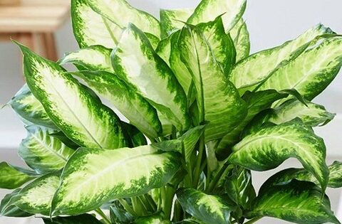 Người xưa nói nhà trồng 6 cây thì gia đình thịnh vượng
