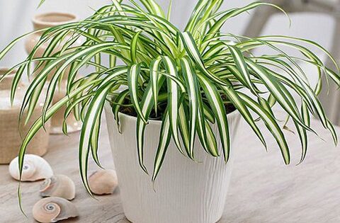 Cách chọn cây phong thủy theo mệnh mang lại tài lộc, sức khỏe
